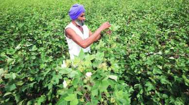 From 22 deaths to 0, how cotton district in Maharashtra battled pesticide poisoning