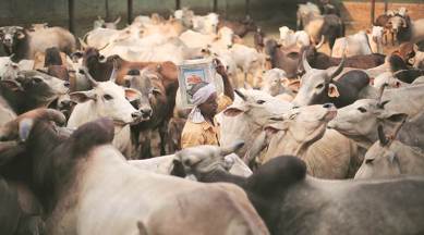 maharashtra cattle law, maharashtra beef law, maharashtra beef advisory, maharashtra cattle sale, maharashtra gau rakshaks, maharashtra beef raids, india news