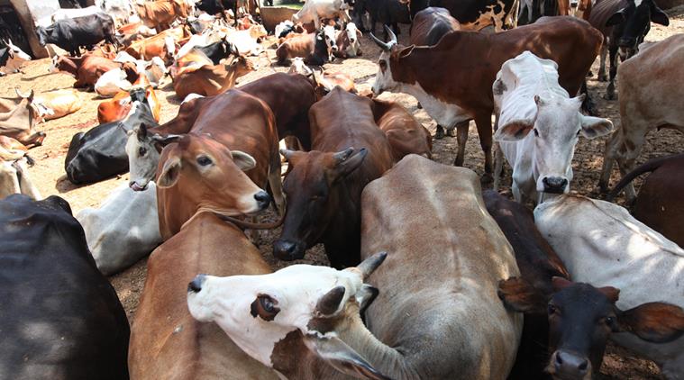  AP cattle shelter, Cows Die Pneumonia, Cows Die, AP, Cows Die AP, AP Cows Death, India News, Indian Express, Indian Express News