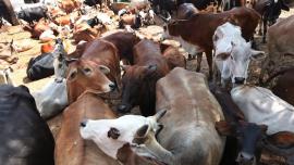 cattle sale ban, cattle ban, BJP govt, BJP