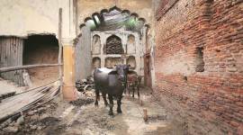 Manohar Lal Khattar, gau rakshaks, cow owners, Haryana gau seva aayog, Urban local bodies department, India news, Indian Express