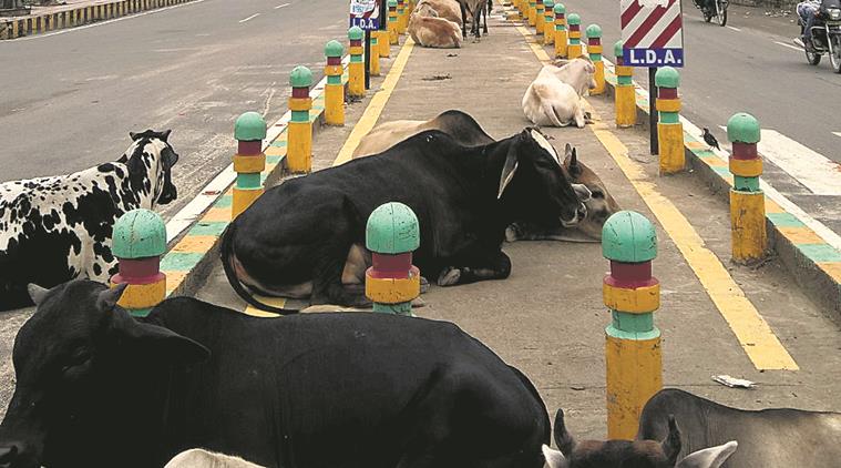 demolish cycle tracks, cycle track akhilesh yadav, yogi adityanath cycle track, adityanath akilesh yadav, indian express, india news, latest news