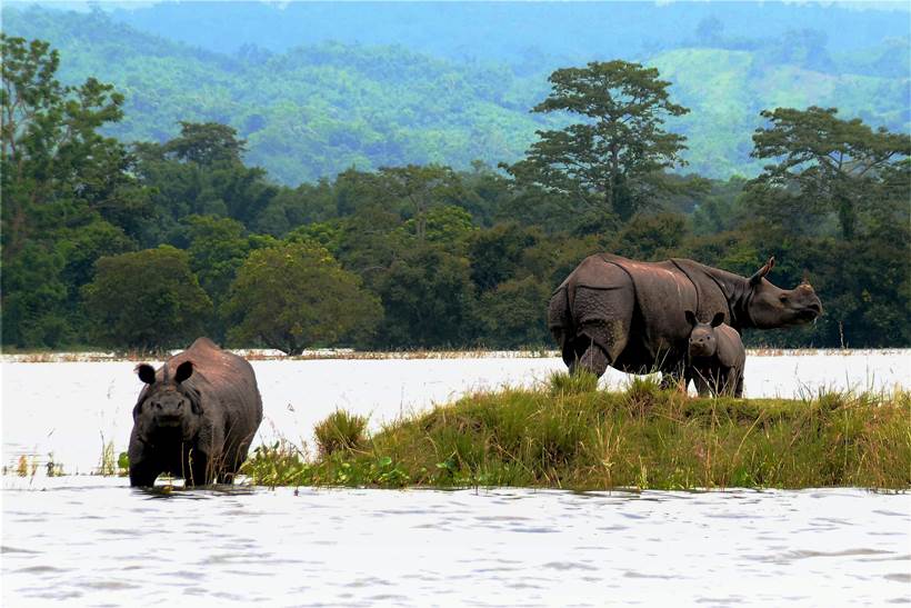 Assam flood, assam kaziranga national park, kaziranga floods, assam floods death toll, assam floods submerged, assam heavy rain, Sarbananda Sonowal, latest news, india news, indian express news