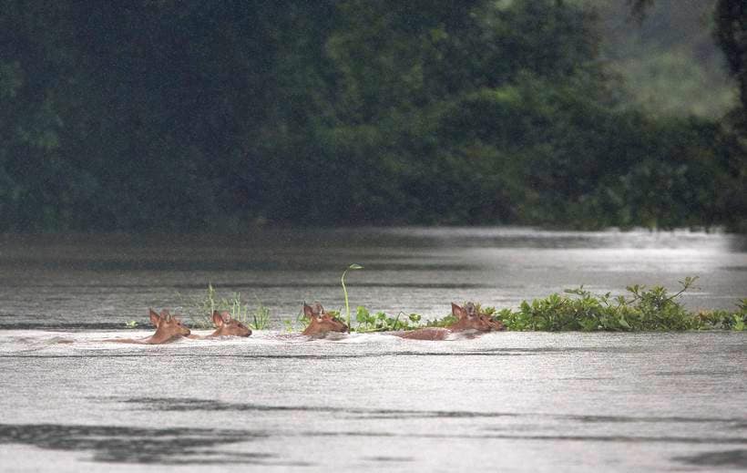 Assam flood, assam kaziranga national park, kaziranga floods, assam floods death toll, assam floods submerged, assam heavy rain, Sarbananda Sonowal, latest news, india news, indian express news