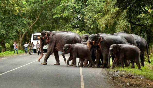 Assam flood, assam kaziranga national park, kaziranga floods, assam floods death toll, assam floods submerged, assam heavy rain, Sarbananda Sonowal, latest news, india news, indian express news