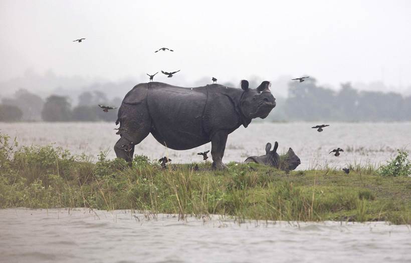 Assam flood, assam kaziranga national park, kaziranga floods, assam floods death toll, assam floods submerged, assam heavy rain, Sarbananda Sonowal, latest news, india news, indian express news