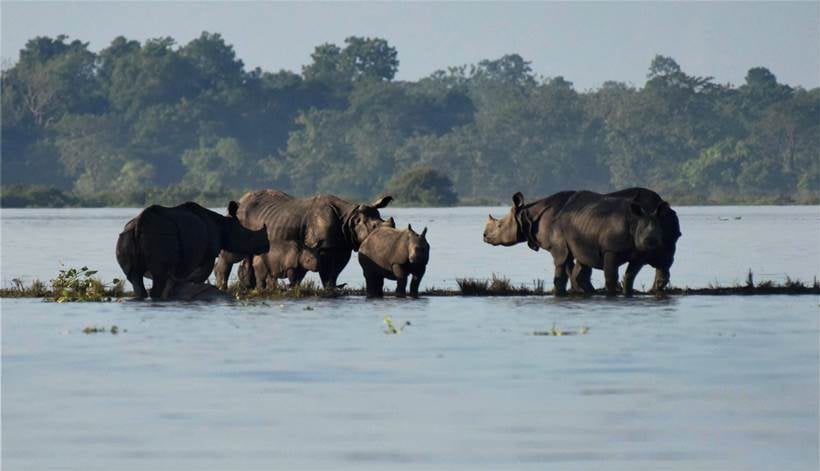 Assam flood, assam kaziranga national park, kaziranga floods, assam floods death toll, assam floods submerged, assam heavy rain, Sarbananda Sonowal, latest news, india news, indian express news