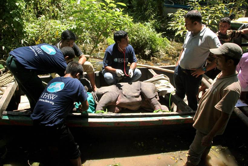 Assam flood, assam kaziranga national park, kaziranga floods, assam floods death toll, assam floods submerged, assam heavy rain, Sarbananda Sonowal, latest news, india news, indian express news