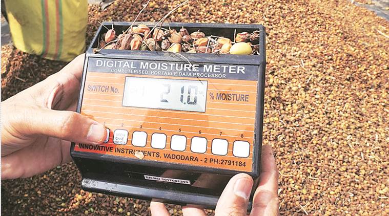 neem oil, neem oil adulteration, nimboli, neem, indian express news