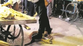 Noida Traffic Police, dog, dog killing, street dogs, street dogs killing, noida, news, UP, indian express