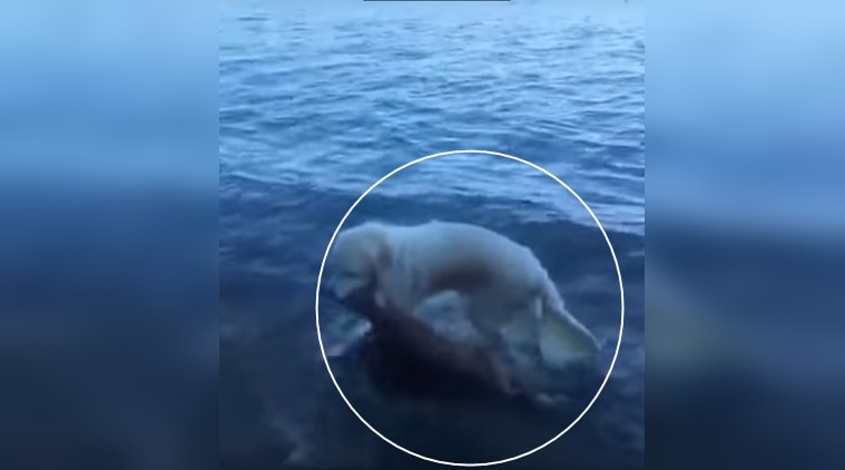 Watch: HEROIC dog SAVES a baby deer from drowning | Trending News,The Indian Express Watch: HEROIC dog SAVES a baby deer from drowning | Trending News,The Indian Express