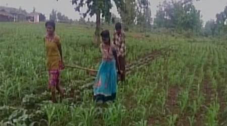 farmers used daughter as oxen, daughter plough fields, farmer suicide, farmer protests, madhya pradesh farmers, india news