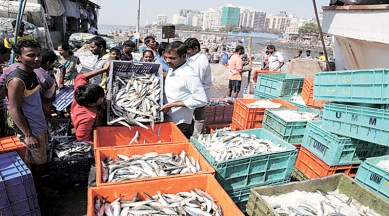 marine fisheries, fisheries, sustainable development,