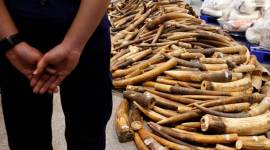 DRI, Directorate of Revenue Intelligence, assam wildlife, guwahati railway station, assam ivory seized, ivory seized in assam, karbi anglong