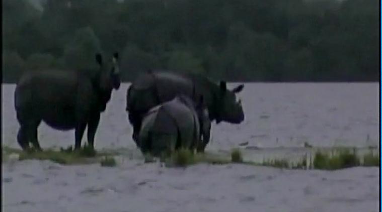Assam flood, assam kaziranga national park, kaziranga floods, assam floods death toll, assam floods submerged, assam heavy rain, Sarbananda Sonowal