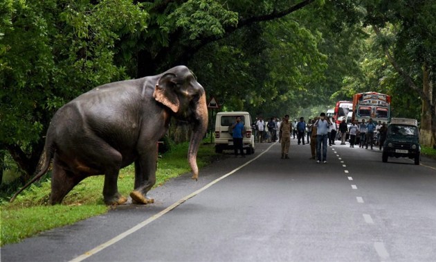 Kaziranga National Park, Rhinos, Rhinos flood, Kaziranga Rhinos, assam floods, assam monsoon, assam flood deaths, guwahati floods, assam news