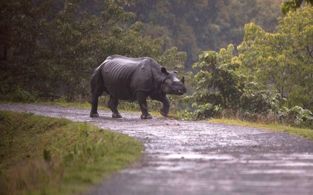 Kaziranga National Park, Rhinos, Rhinos flood, Kaziranga Rhinos, assam floods, assam monsoon, assam flood deaths, guwahati floods, assam news