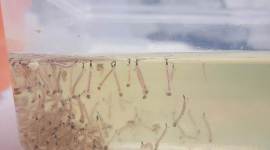 malaria mosquitoes, Aedes Aegypti, dengue, malaria, monsoon season diseases, india news