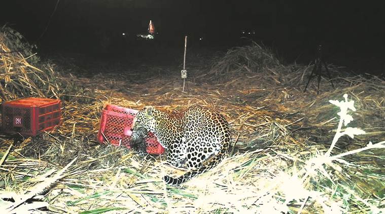 leopard attack, man-leopard conflict, leopard attack documentary, leopard attack film,