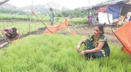 Maharashtra farmers 759 Aarey Milk Colony, Vanita Thakre, Monsoon in Maharashtra news, farmers in Maharashtra news, India news, latest news