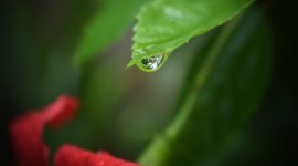 Drop of rain water Monsoon, Indian Monsoon