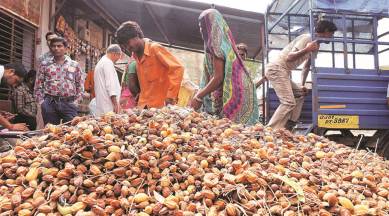 nimboli, neem fruit, Laxmiben Ajitsinh Dabhi, india news