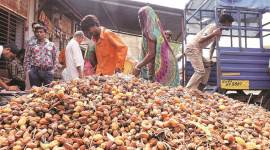 nimboli, neem fruit, Laxmiben Ajitsinh Dabhi, india news