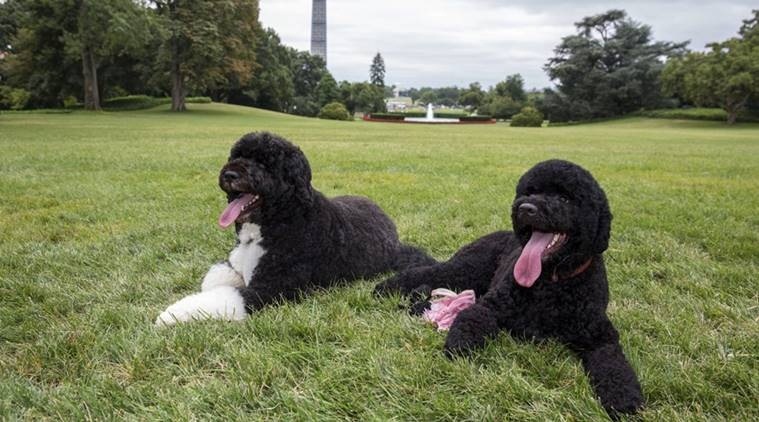 white house, trump, trump's pet, white house pet, Indian Express, Indian Express News