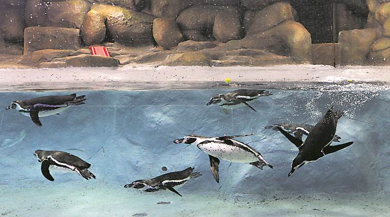 penguin enclosure