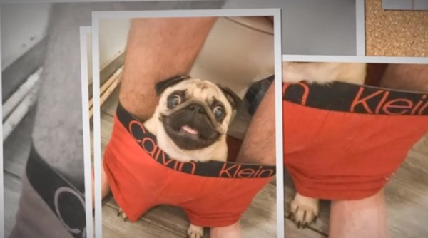 pug sits in owner's boxers, nigel the pug, dog sits in owner's briefs in loo, indian express, indian express news