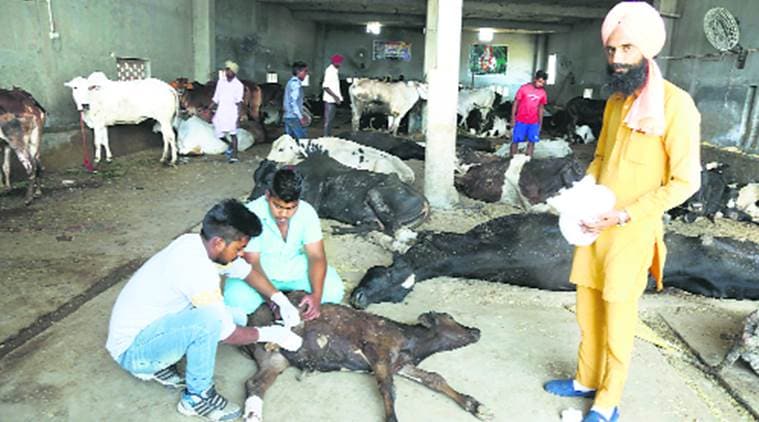 At 'cow hospital' in Punjab, signs of sword and acid attacks on bovines | India News,The Indian Express At 'cow hospital' in Punjab, signs of sword and acid attacks on bovines | India News,The Indian Express