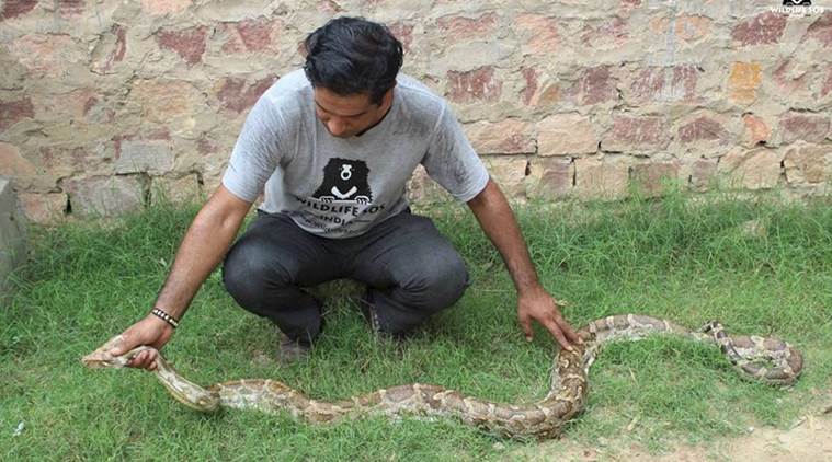 python, 8 foot long python, snake found agra, indian rock python, indian express