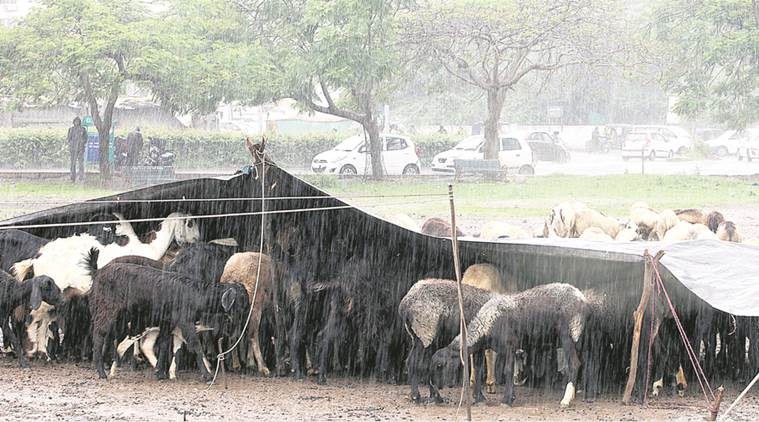 Pune, Pune rains, Maharashtra rains, Maharashtra, Indian Express news