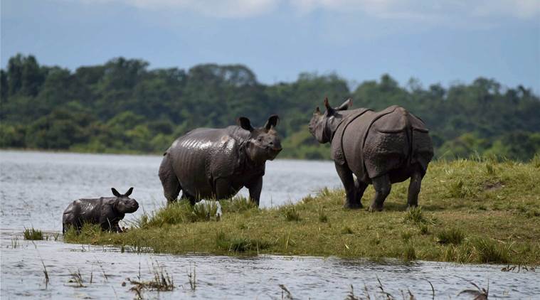 China decides to shelve plans of lifting ban on trade of rhino horn, tiger  parts | World News,The Indian Express