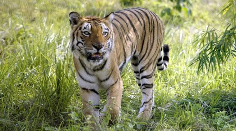 Latest News on Royal Bengal Tiger: Get Royal Bengal Tiger News Updates ...