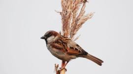 sparrow 759 no alt set