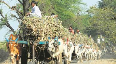 sugarcane production, sugarcane prices, cane prices, monsoon, Maharashtra sugarcane, Pune, Maharashtra farmers, Rangarajan committee, sugarcane mill, maharashtra news, indian express