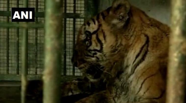 Describe your visit to a zoo picture