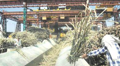 tamil nadu drought, decreasing sugarcane production in tamil nadu, tamil nadu drought, monsoon, tamil nadu sugarcane mills, inadequate rainfall, indian express