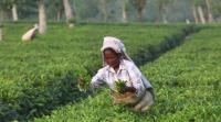 Tea leaves, Tea, National survey on tea, popular drinks in India, Assam state drink, Indian Express