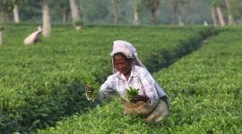 Tea leaves, Tea, National survey on tea, popular drinks in India, Assam state drink, Indian Express