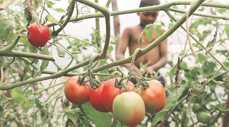 Tomato prices