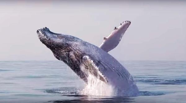 whale, whale video, giant whale video, whale jumps like dolphin, whale dolphin jump, whale leaps out of water, indian express, indian express news
