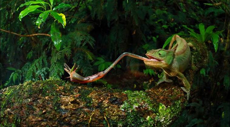 skin, electronic skin colour changing, electronic skin, chameleons, robotics, science and technology, tech news