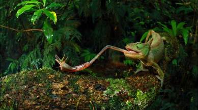 e skin, electronic skin colour changing, electronic skin, chameleons, robotics, prosthetics, science and technology, tech news