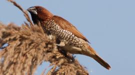 bird_759 bird, animals, wildlife, sparrows, sparrow life, sparrow story, sparrow habitat, sparrow jungle, indian express, indian express news
