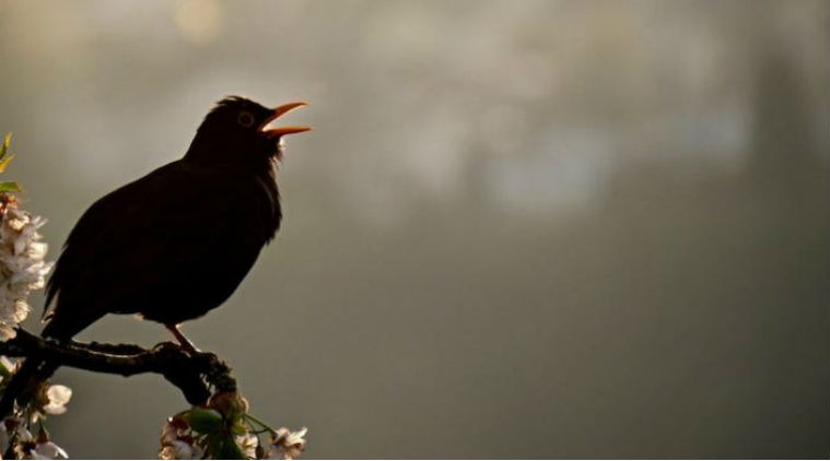 Harvard University, birdsongs, birdsong complexity, Harvard Indian-origin researchers, syrinx, control mechanisms, Harvard research, controllable mechanical instability 