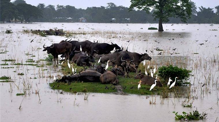 Assam floods, Bihar floods, West Bengal floods, Bengaluru rain, india floods, india flood death toll, India news, Indian Express