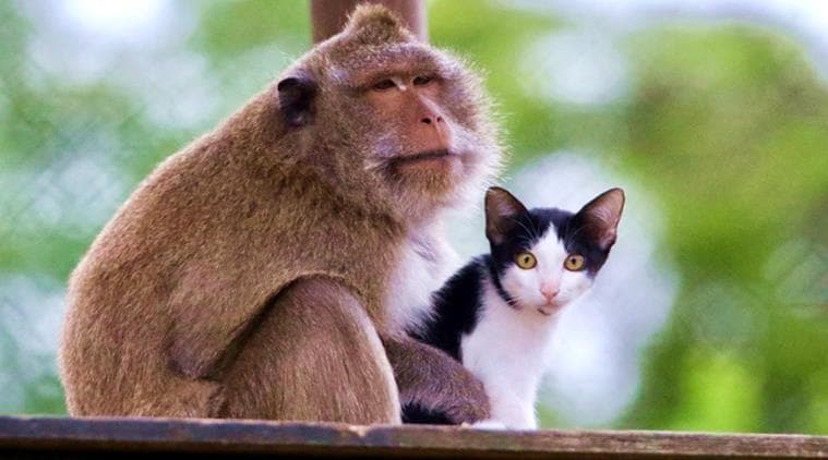 Can a cat and macaque be friends? These 5 adorable pictures capture an
