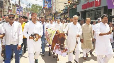 Chhattisgarh, Chhattisgarh cow shelter, Chhattisgarh cow deaths, Chhattisgarh BJP